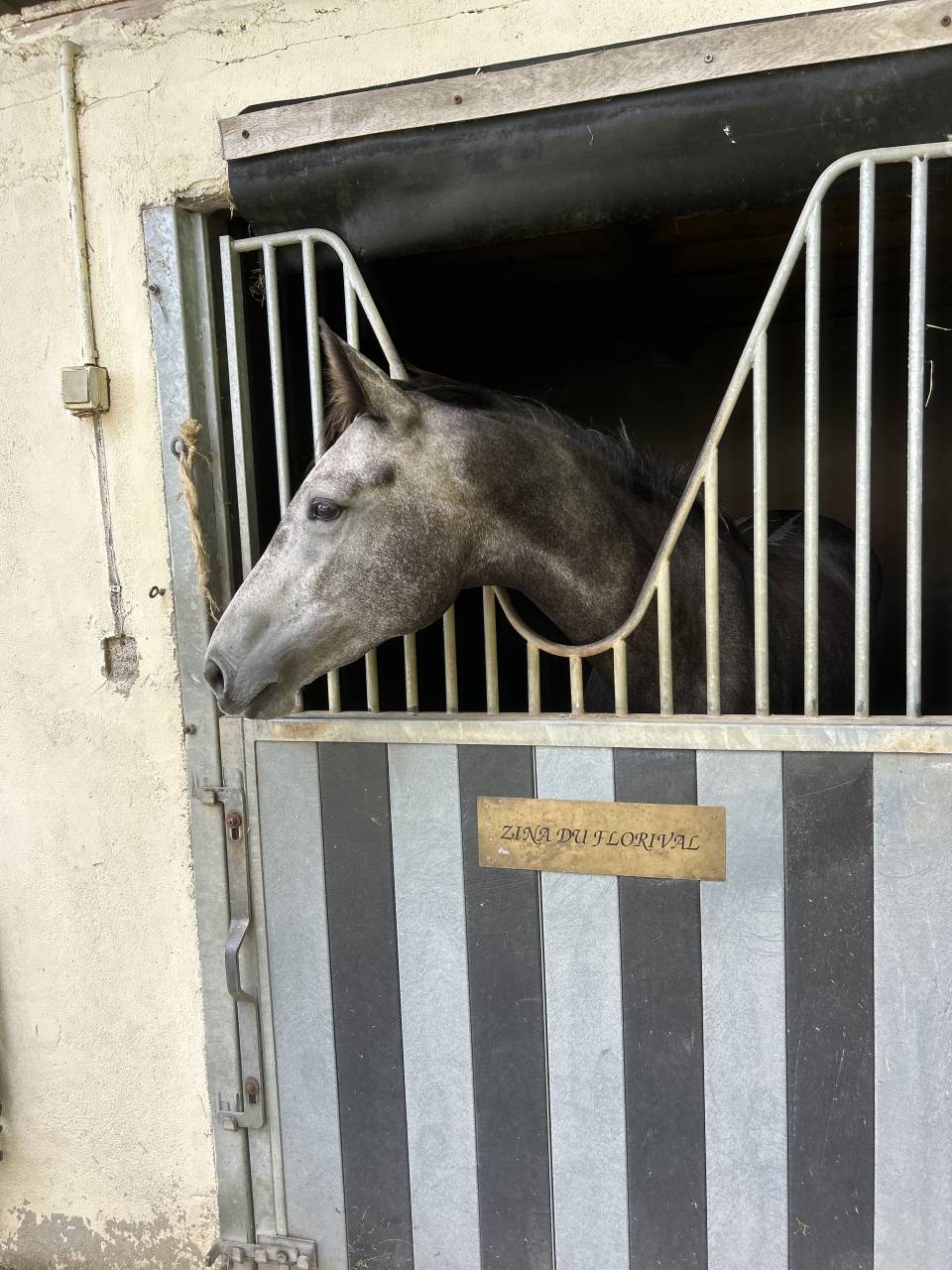 Yegua Silla Franc&eacute;s En venta 2021 Tordo por KAP KENNEDY