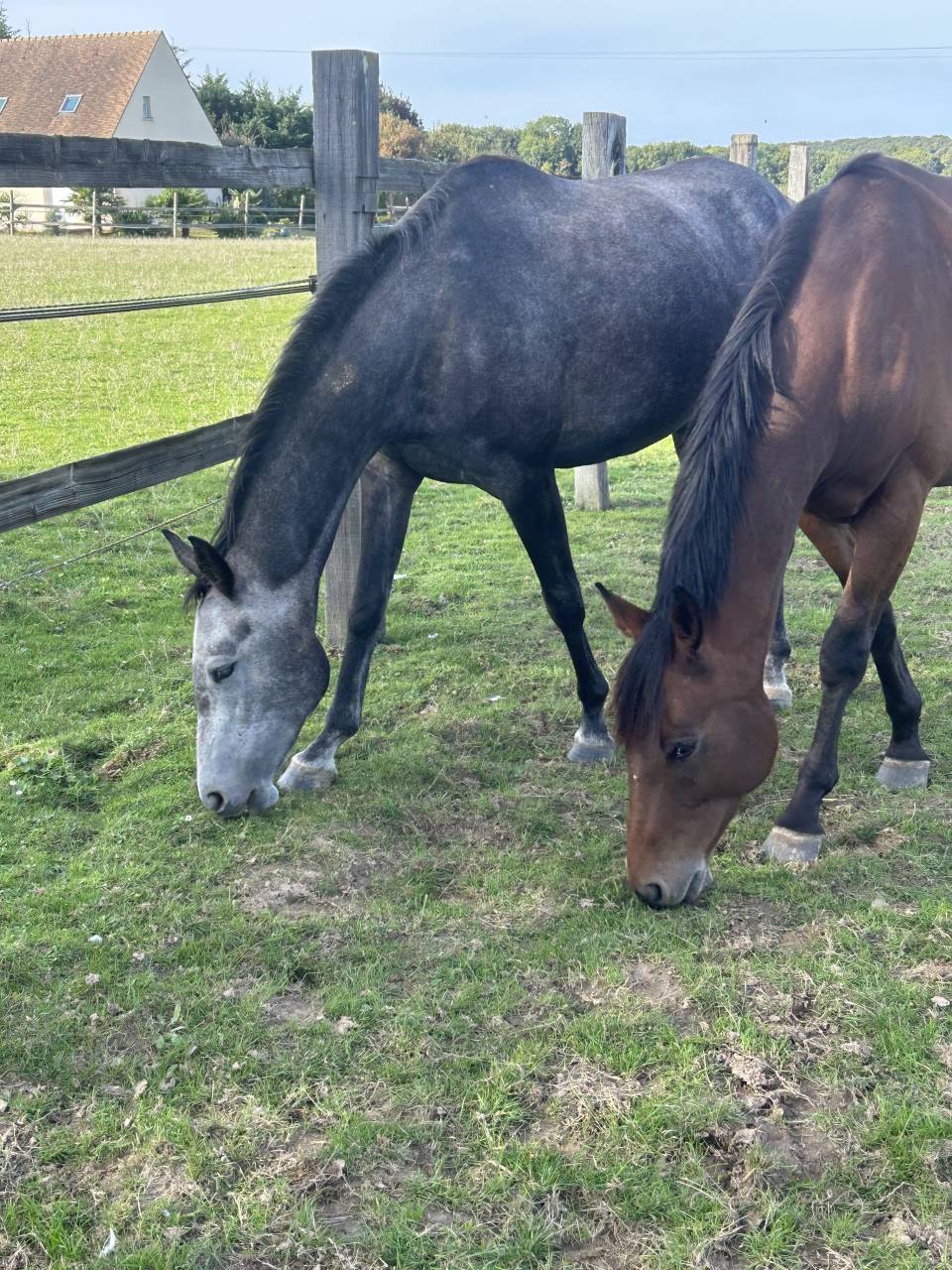 Yegua Silla Franc&eacute;s En venta 2021 Tordo por KAP KENNEDY