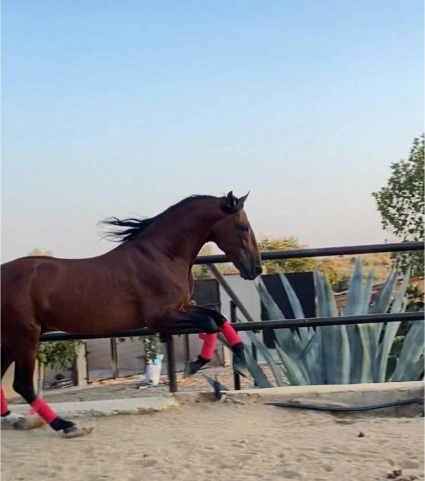 Caballo entero PRE Pura Raza Espa&ntilde;ola En venta 2018 Bayo