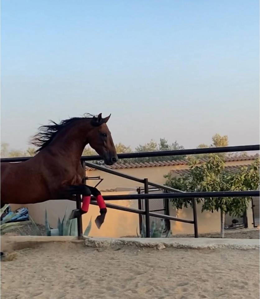 Caballo entero PRE Pura Raza Espa&ntilde;ola En venta 2018 Bayo