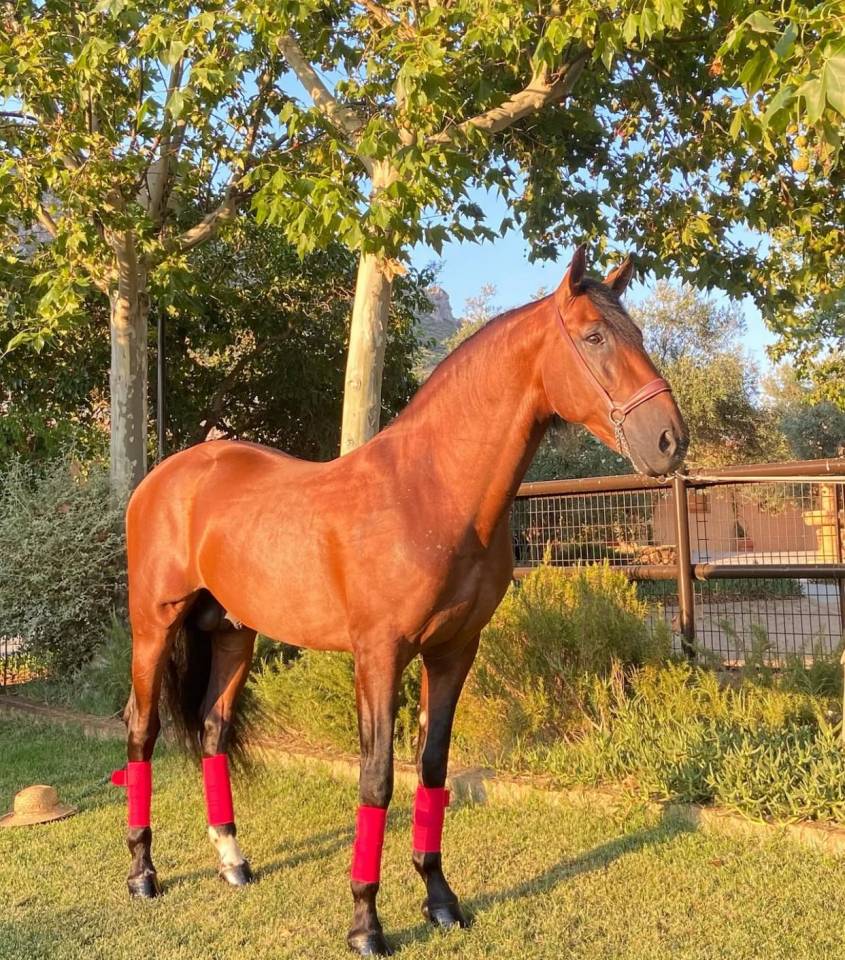 Caballo entero PRE Pura Raza Espa&ntilde;ola En venta 2018 Bayo