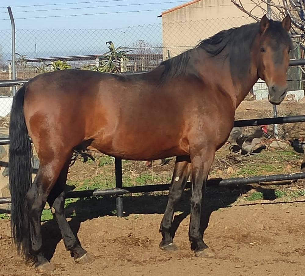 Caballo entero Origen No Constatado En venta 2013 Bayo