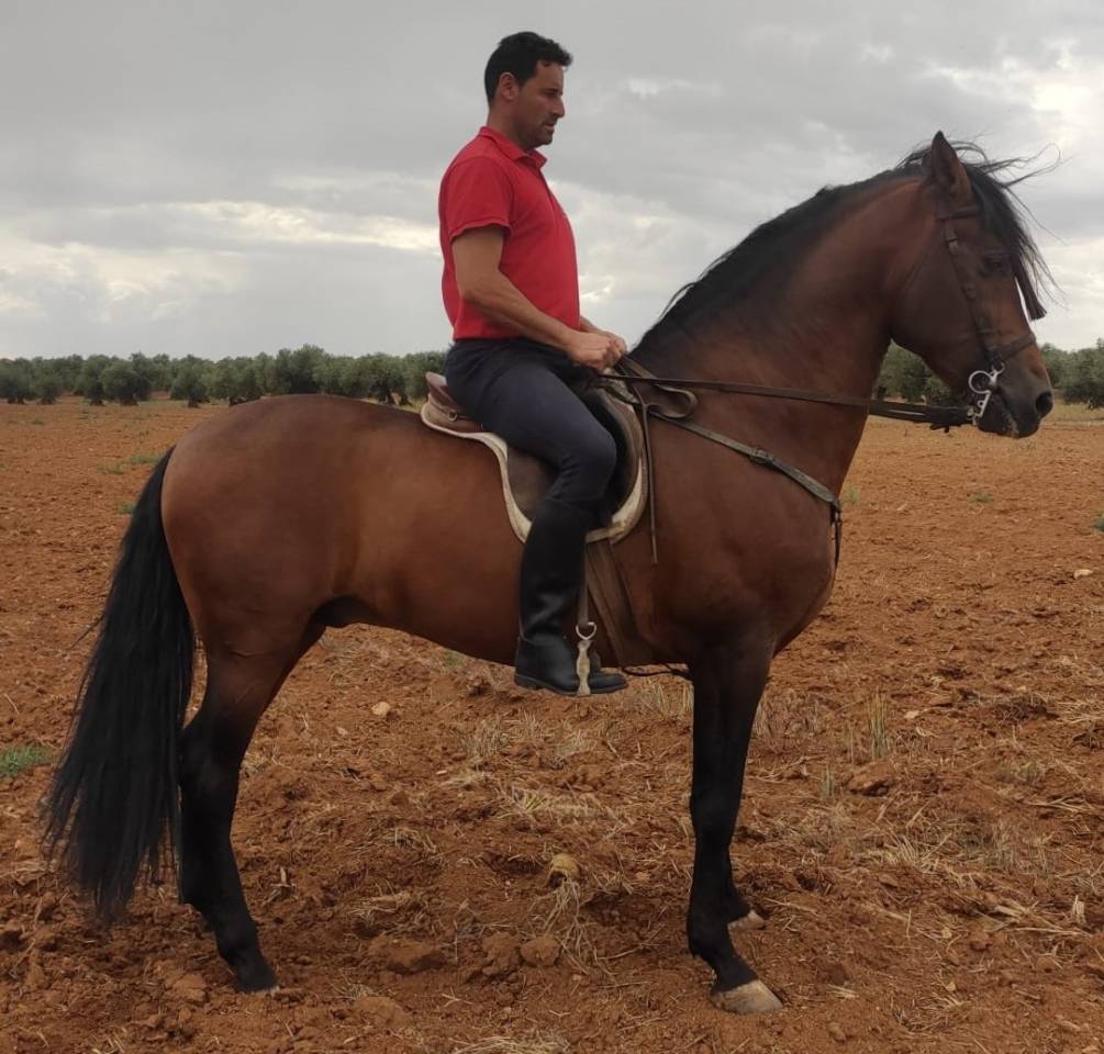 Caballo entero Origen No Constatado En venta 2013 Bayo