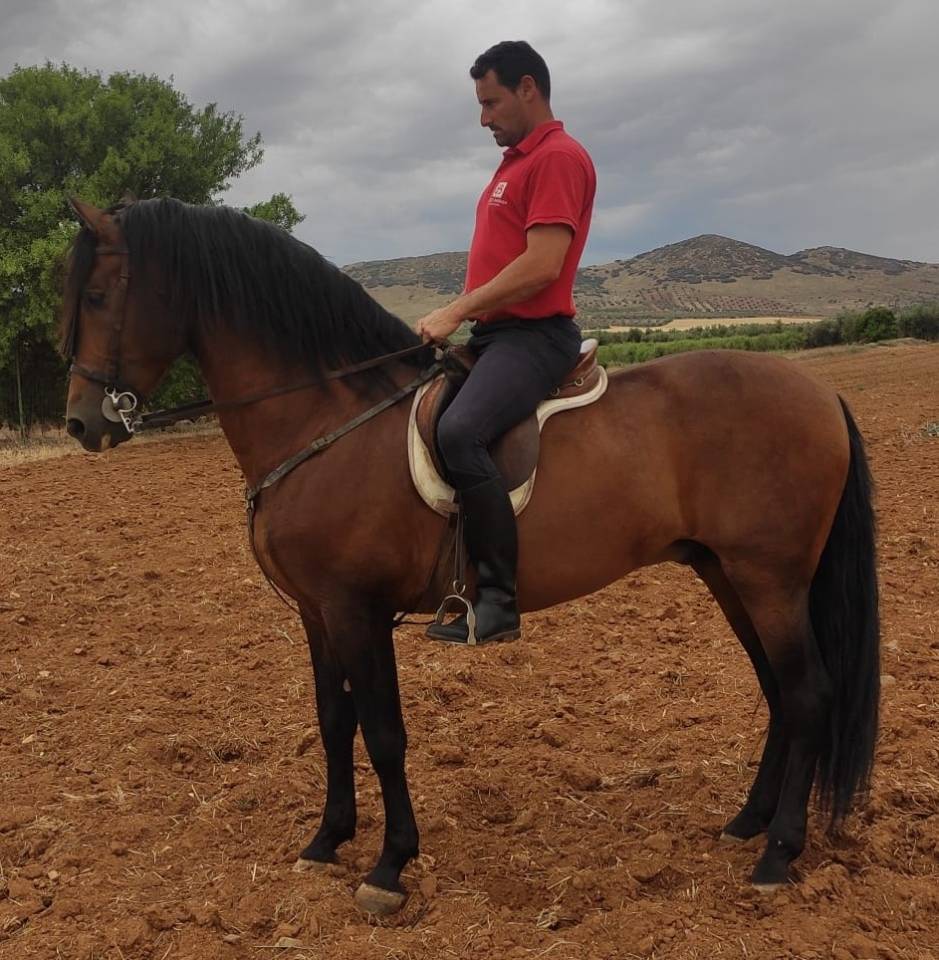 Caballo entero Origen No Constatado En venta 2013 Bayo