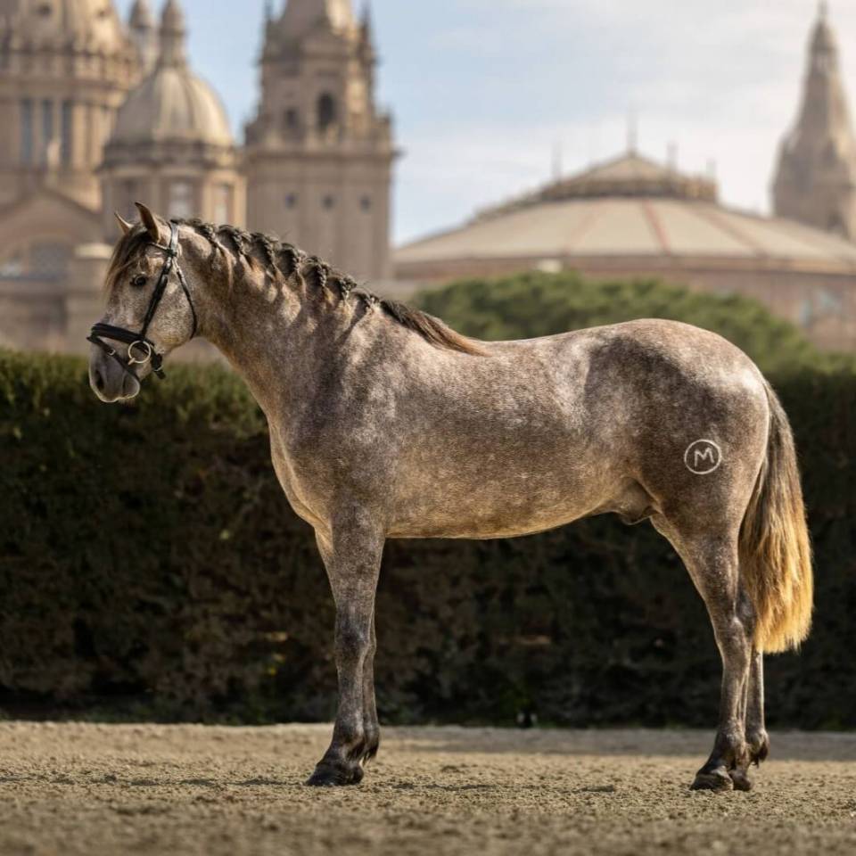 Caballo entero PRE Pura Raza Espa&ntilde;ola En venta 2022 Tordo