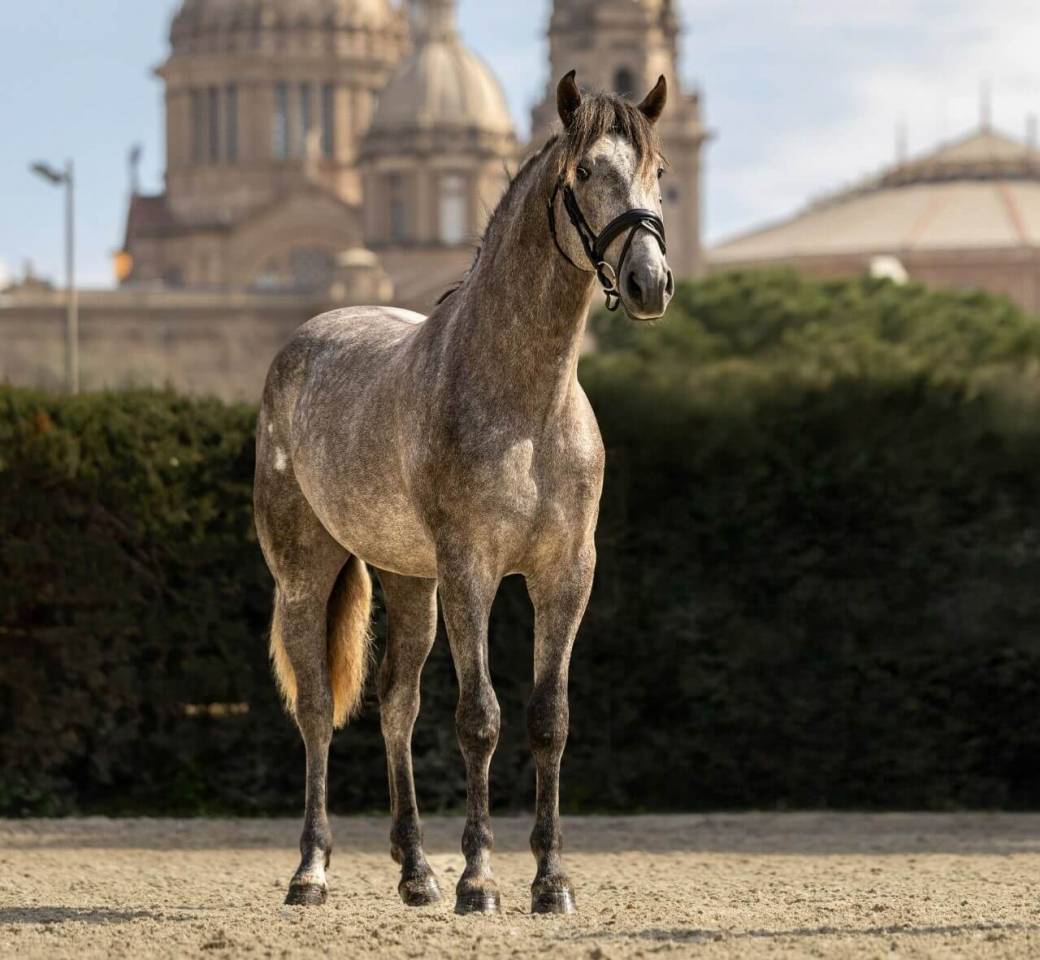 Caballo entero PRE Pura Raza Espa&ntilde;ola En venta 2022 Tordo