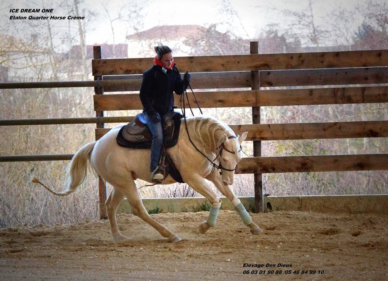 ICE DREAM ONE  - Quarter Horse 2011 por MR TUFFEASY SMOKE