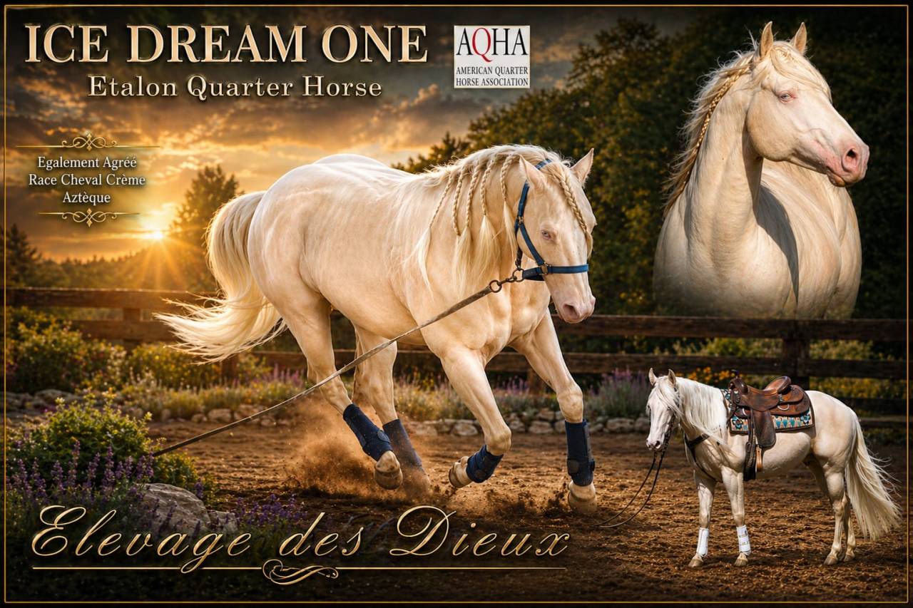 ICE DREAM ONE  - Quarter Horse 2011 por MR TUFFEASY SMOKE